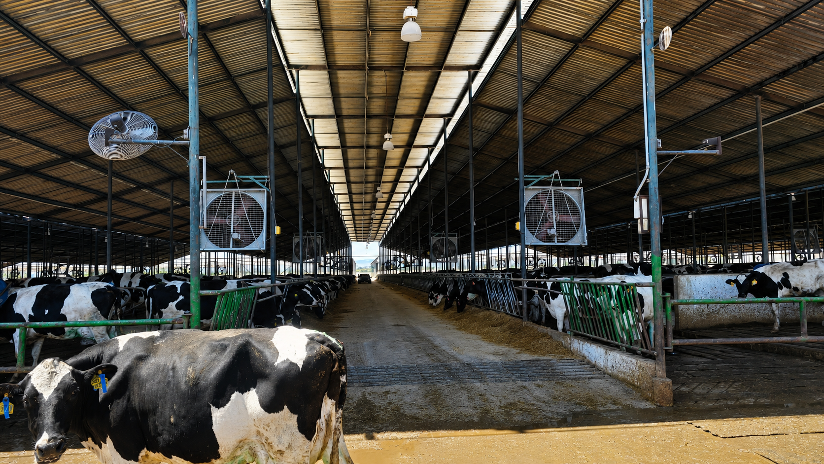 Ventiladores EC para bienestar animal en una granja