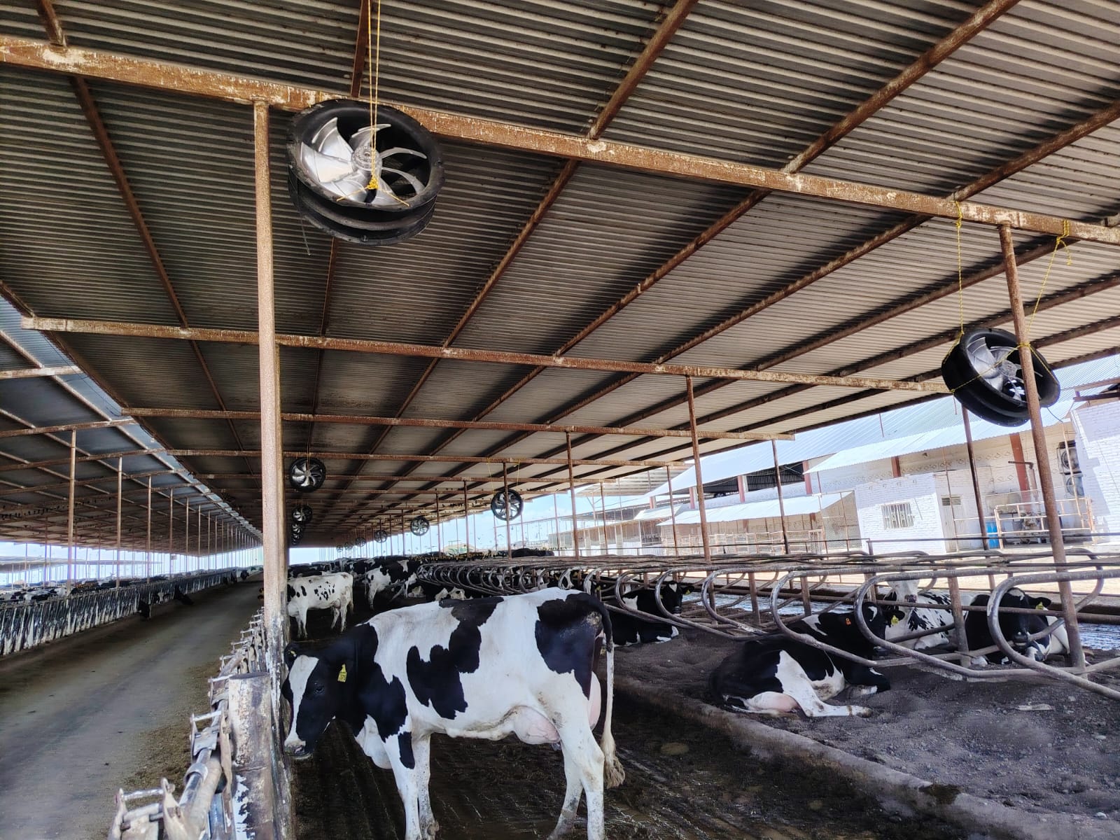 Ventiladores EC para bienestar animal en una granja