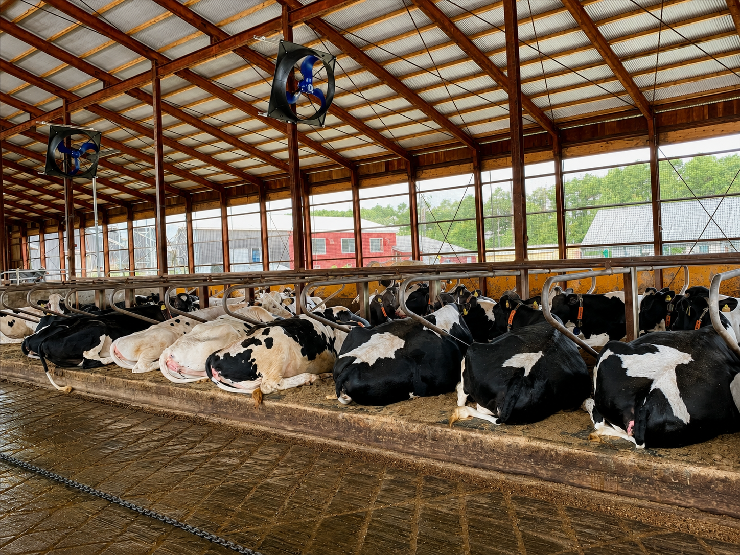 Vacas descansando bajo ventiladores EC en un establo