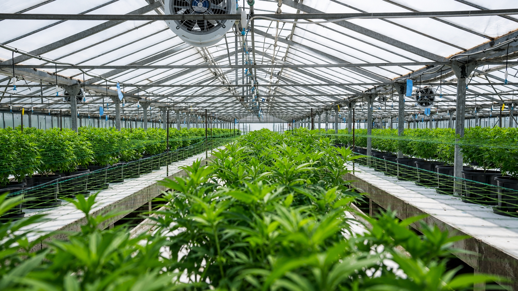 Ventilación uniforme sobre filas de cultivo dentro de un invernadero